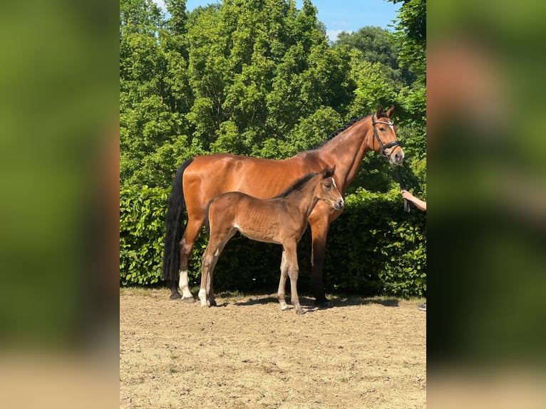 Rheinländer Giumenta Puledri (03/2025) 170 cm Baio in Heinsberg