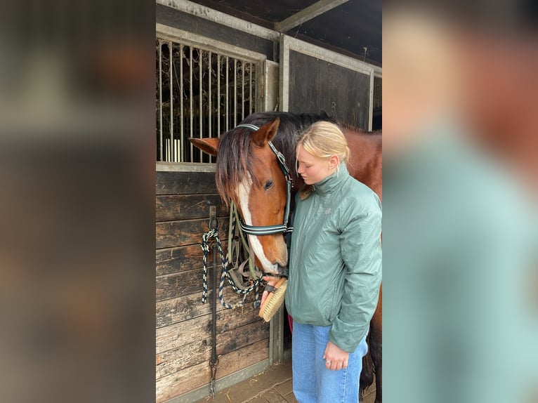 Rheinländer Hengst 15 Jahre 165 cm Brauner in Pulheim