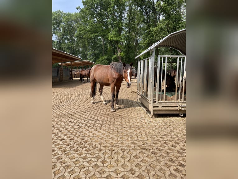 Rheinländer Hengst 15 Jahre 165 cm Brauner in Pulheim