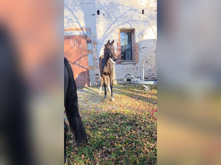 Rheinländer Hengst 1 Jahr 172 cm Dunkelbrauner in Rothenburg/Oberlausitz