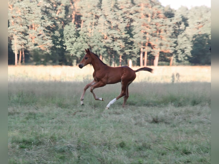 Rheinländer Hengst 1 Jahr 172 cm Dunkelbrauner in Rothenburg/Oberlausitz