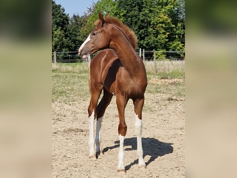 Rheinländer Hengst 1 Jahr 175 cm Fuchs in Ratingen