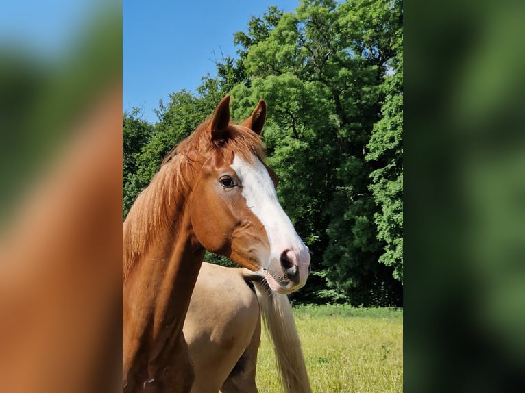 Rheinländer Hengst 1 Jahr 175 cm Fuchs in Ratingen
