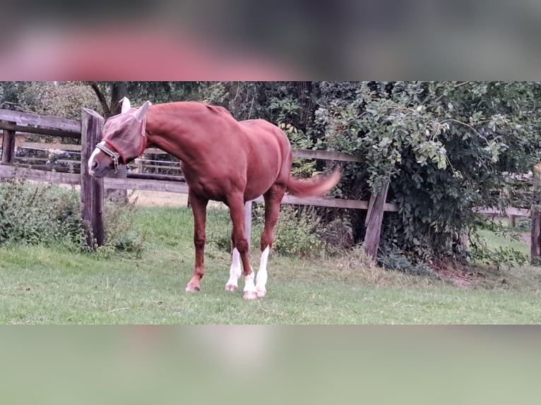Rheinländer Hengst 24 Jahre 173 cm Fuchs in Bonn