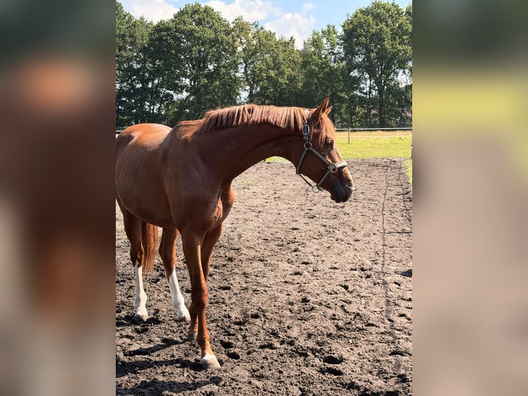 Rheinländer Hengst 2 Jahre 165 cm Fuchs in Delbrück
