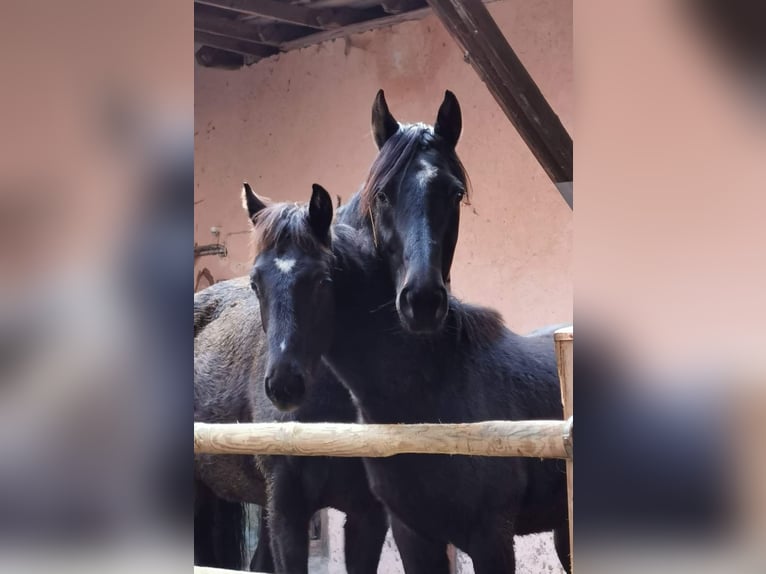 Rheinländer Hengst 2 Jahre 168 cm Rappe in Seeheim-Jugenheim