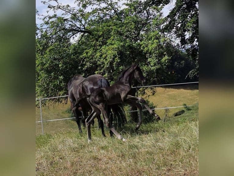 Rheinländer Hengst 2 Jahre 168 cm Rappe in Seeheim-Jugenheim