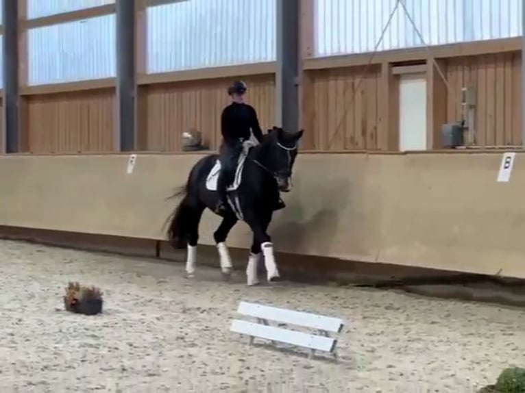 Rheinländer Hengst 4 Jahre 178 cm Dunkelbrauner in Kaufbeuren