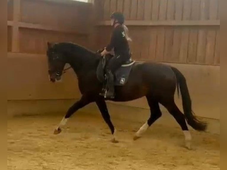 Rheinländer Hengst 4 Jahre 178 cm Dunkelbrauner in Kaufbeuren