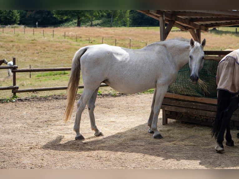 Rheinländer Hengst  170 cm Schimmel in Essen