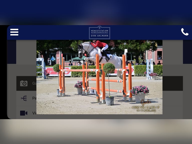 Rheinländer Hengst  170 cm Schimmel in Essen