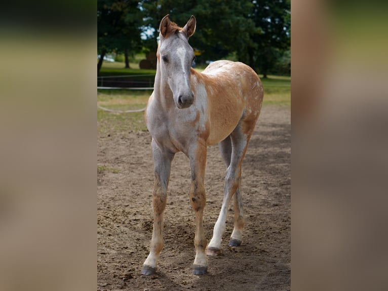 Rheinländer Hengst  170 cm Schimmel in Essen