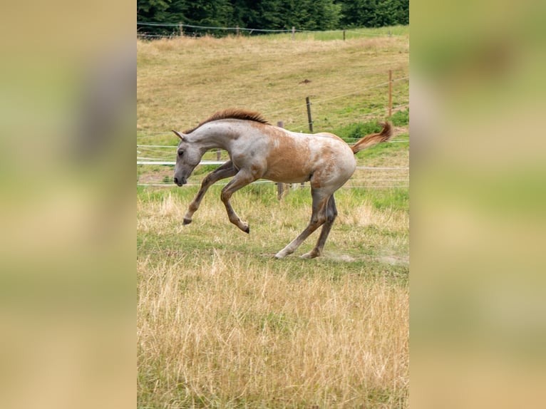 Rheinländer Hengst  170 cm Schimmel in Essen