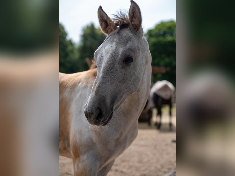 Rheinländer Hengst  170 cm Schimmel in Essen