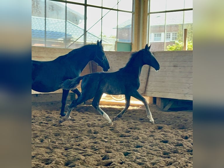 Rheinländer Hengst Fohlen (05/2025) 172 cm Rappe in Ascheberg