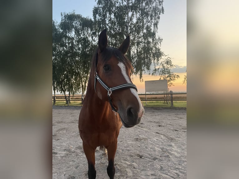 Rheinländer Stallone 16 Anni 165 cm Baio in Pulheim