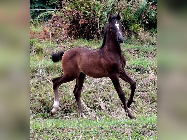 Rheinländer Stallone 1 Anno 165 cm Baio in Kozina
