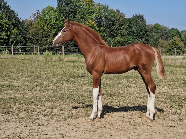 Rheinländer Stallone 1 Anno 175 cm Sauro in Ratingen