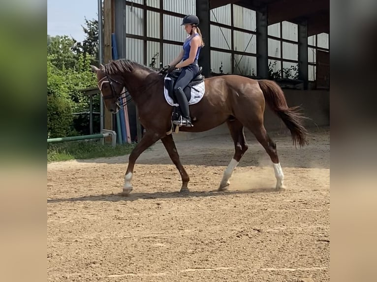 Rheinländer Stallone 22 Anni 180 cm Sauro scuro in Stadecken-Elsheim