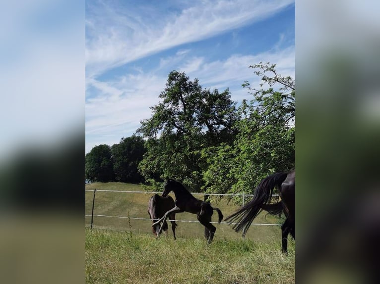 Rheinländer Stallone 2 Anni 168 cm Morello in Seeheim-Jugenheim