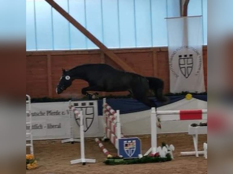 Rheinländer Stallone 2 Anni 168 cm Morello in Seeheim-Jugenheim