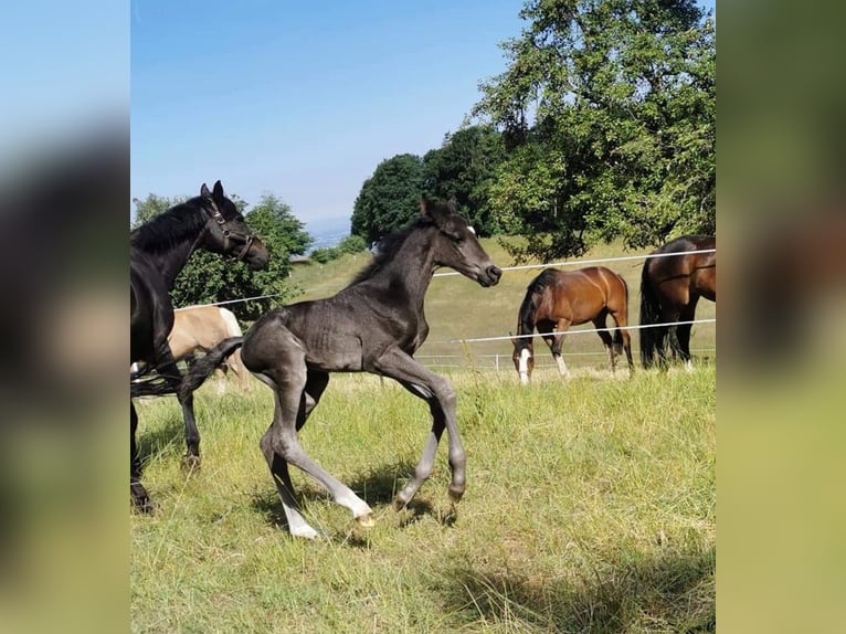 Rheinländer Stallone 2 Anni 168 cm Morello in Seeheim-Jugenheim