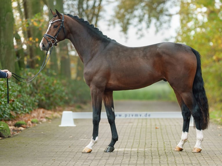 Rheinländer Stallone 2 Anni Baio in Rostock