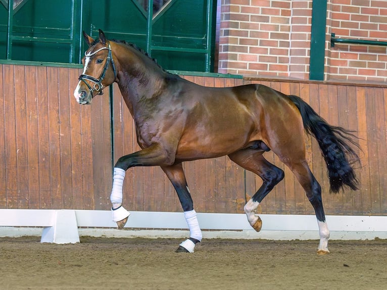 Rheinländer Stallone 2 Anni Baio in Rostock