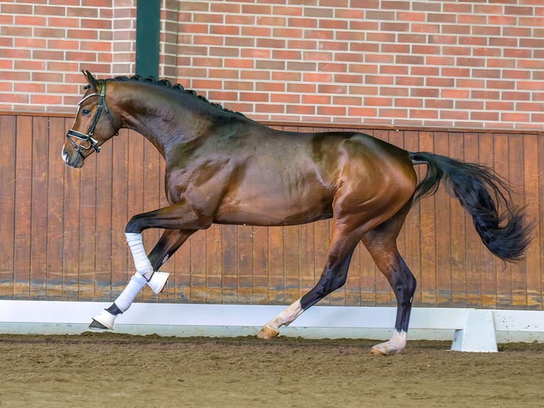 Rheinländer Stallone 2 Anni Baio in Rostock