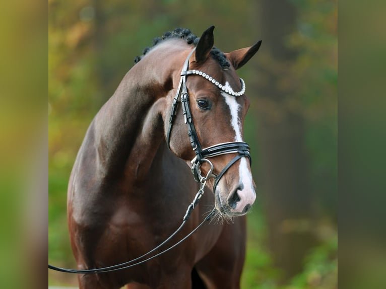 Rheinländer Stallone 2 Anni Baio in Rostock