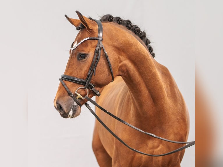 Rheinländer Stallone 2 Anni Baio in Münster-Handorf