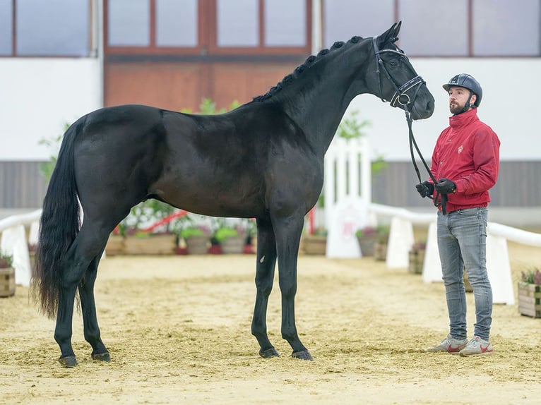 Rheinländer Stallone 2 Anni Morello in Münster-Handorf