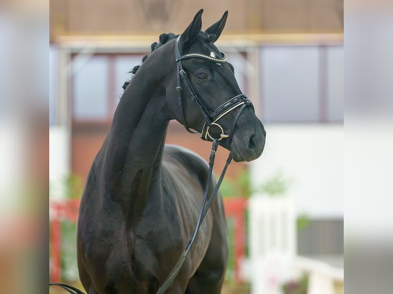 Rheinländer Stallone 2 Anni Morello in Münster-Handorf