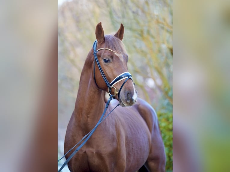 Rheinländer Stallone 3 Anni 166 cm Sauro scuro in Lohne (Oldenburg)