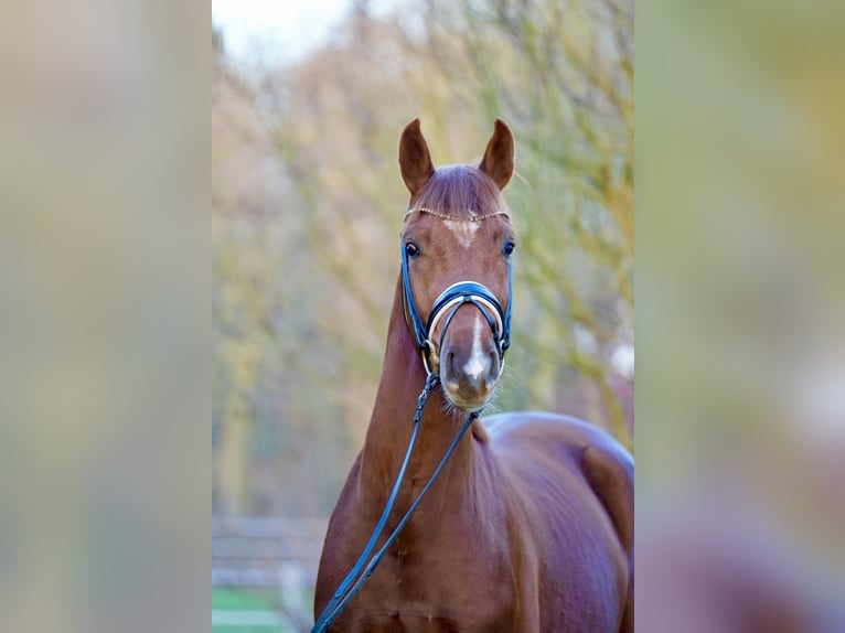 Rheinländer Stallone 3 Anni 166 cm Sauro scuro in Lohne (Oldenburg)
