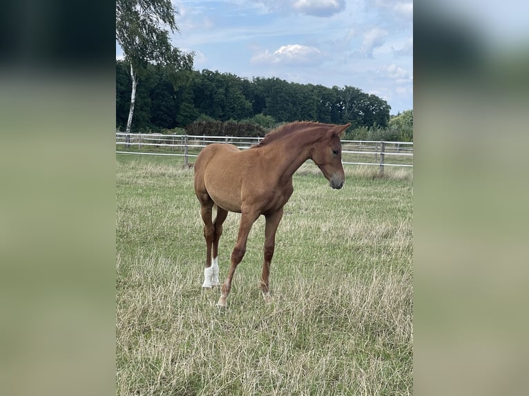 Rheinländer Stallone Puledri (04/2025) 140 cm Sauro in Wegberg