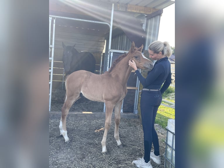 Rheinländer Stallone Puledri (04/2025) 140 cm Sauro in Wegberg