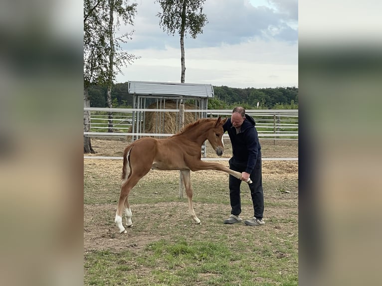 Rheinländer Stallone Puledri (04/2025) 140 cm Sauro in Wegberg