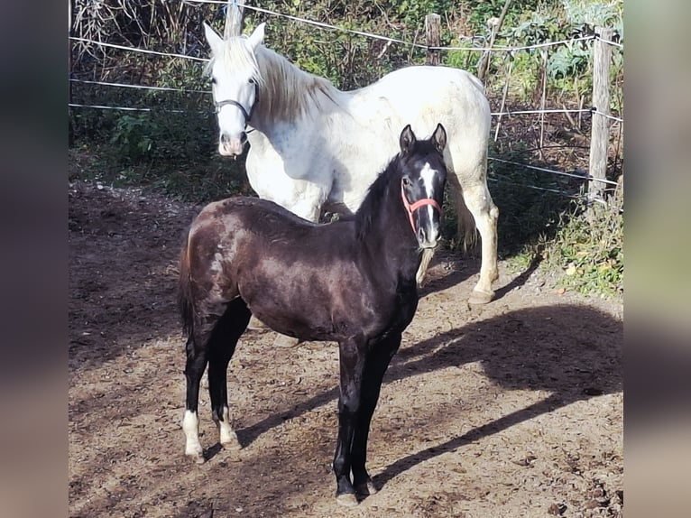 Rheinländer Stallone Puledri (06/2025) 165 cm Baio in Kozina