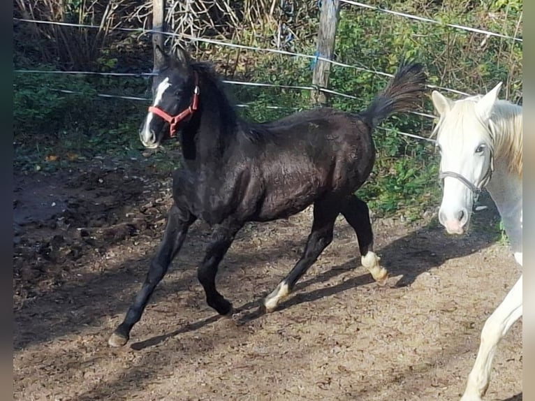 Rheinländer Stallone Puledri (06/2025) 165 cm Baio in Kozina