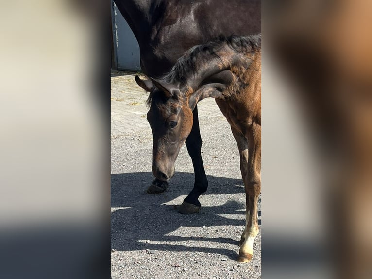 Rheinländer Stallone Puledri (04/2024) 172 cm Baio in Dortmund