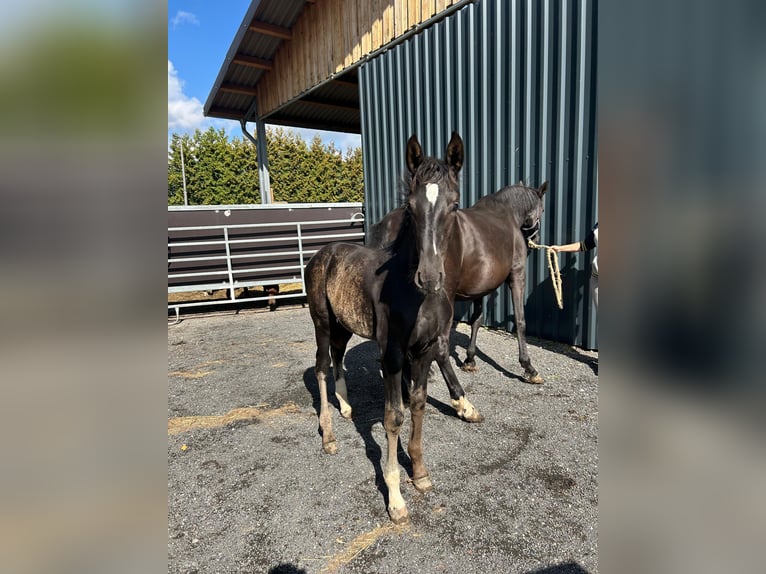 Rheinländer Stallone Puledri (05/2025) 172 cm Morello in Ascheberg