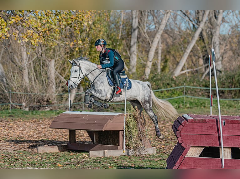 Rheinländer Stute 10 Jahre 148 cm Schimmel in Bosque, El (Urbanizacion)