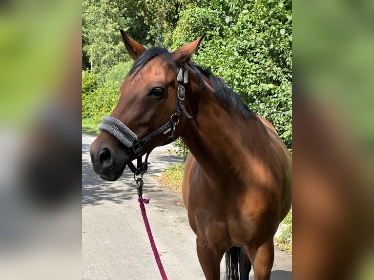 Rheinländer Stute 10 Jahre 161 cm Brauner in Erkrath
