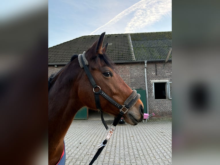 Rheinländer Stute 10 Jahre 161 cm Brauner in Erkrath Rheinländer Stute 10 Jahre 161 cm Brauner in Erkrath