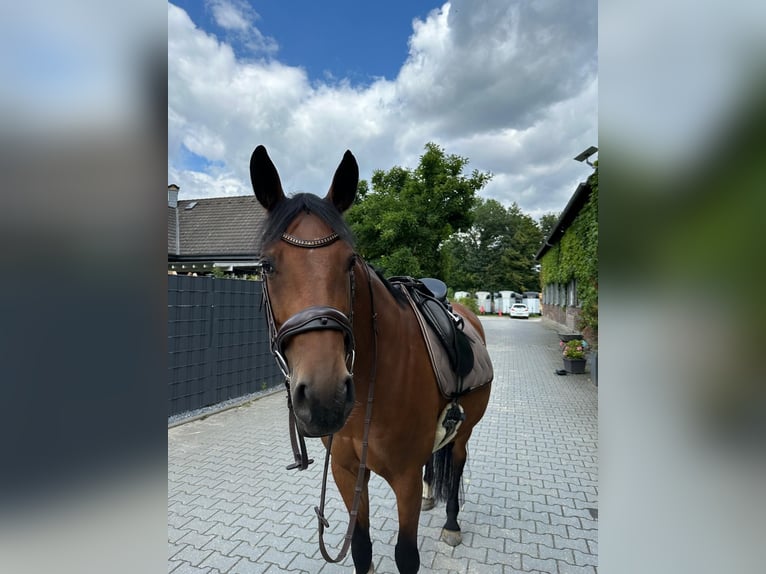 Rheinländer Stute 10 Jahre 161 cm Brauner in Erkrath