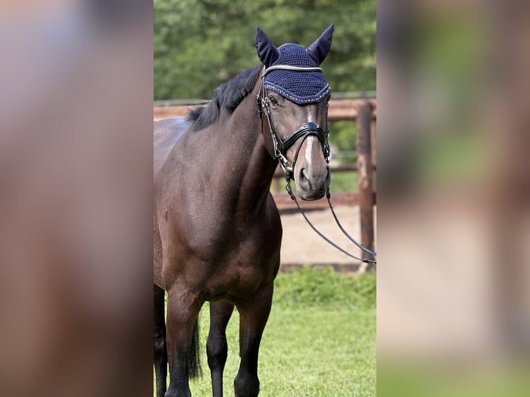 Rheinländer Stute 10 Jahre 165 cm Brauner in Schenklengsfeld