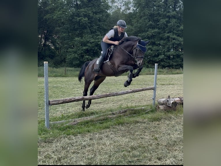 Rheinländer Stute 10 Jahre 165 cm Brauner in Schenklengsfeld