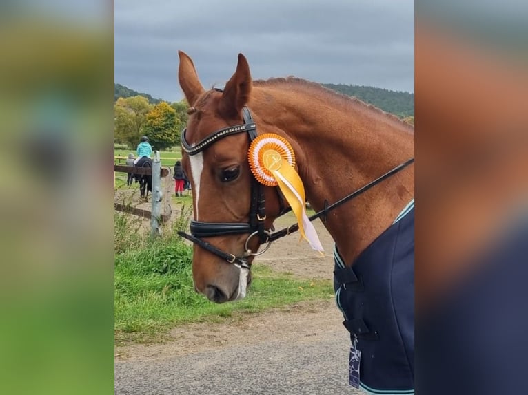 Rheinländer Stute 10 Jahre 166 cm Fuchs in Essen