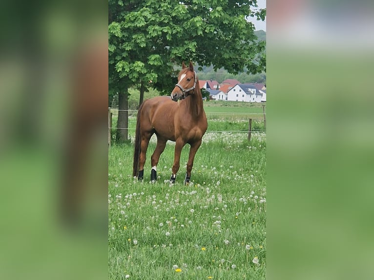 Rheinländer Stute 10 Jahre 166 cm Fuchs in Essen